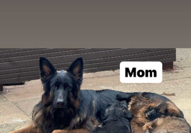 German Shepherd puppies for sale in Boston, Lincolnshire – 1 year old - Image 2 of 2