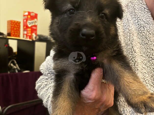 German shepherd puppies for sale - Image 1 of 5