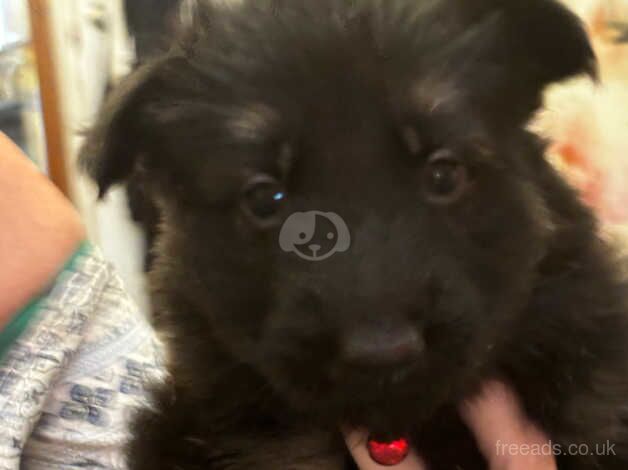 German shepherd puppies for sale - Image 2 of 5