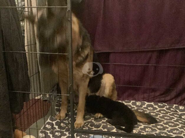 German shepherd puppies for sale - Image 3 of 5