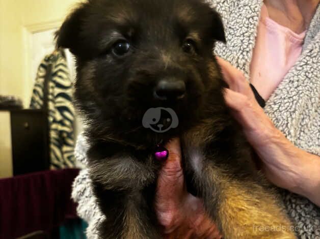 German shepherd puppies for sale - Image 4 of 5