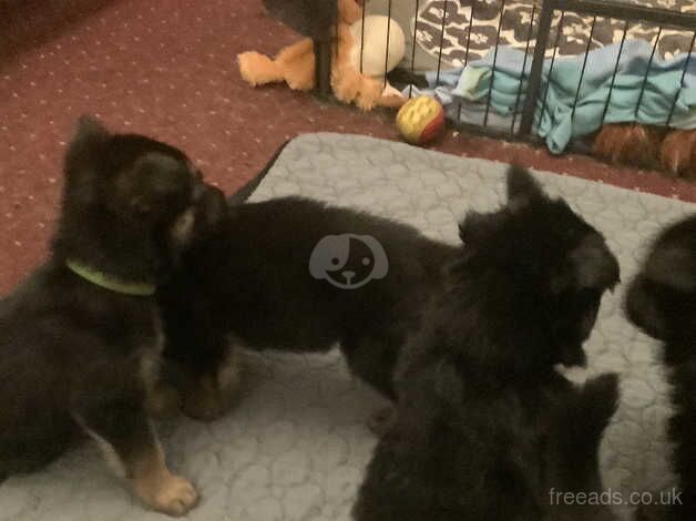 German shepherd puppies for sale - Image 5 of 5