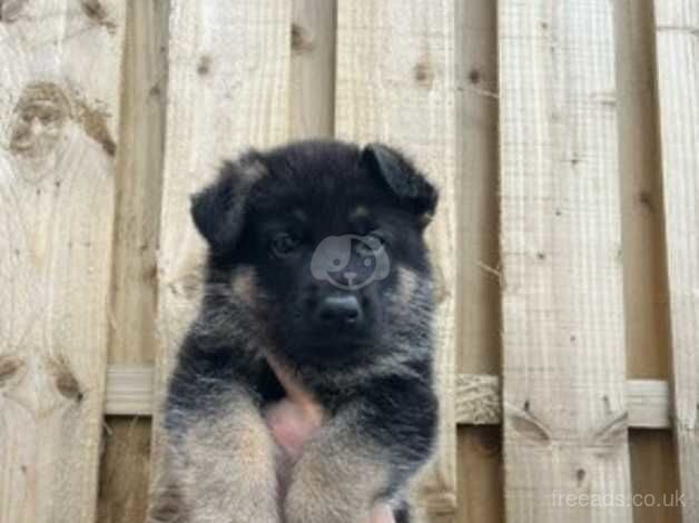 German shepherd puppies for sale - Image 2 of 5