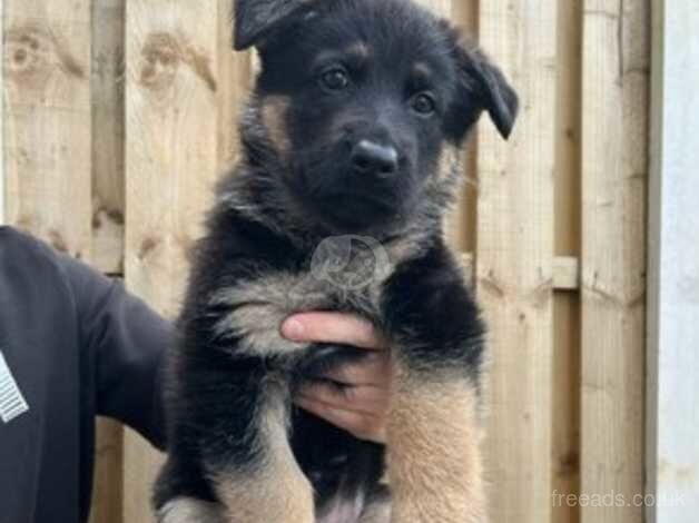 German shepherd puppies for sale - Image 3 of 5