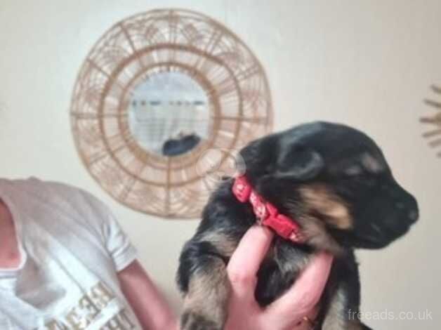 German shepherd puppies for sale - Image 4 of 5