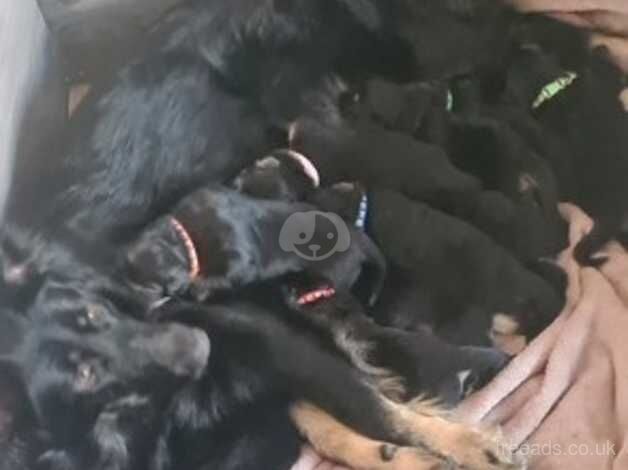 German shepherd puppies for sale - Image 5 of 5