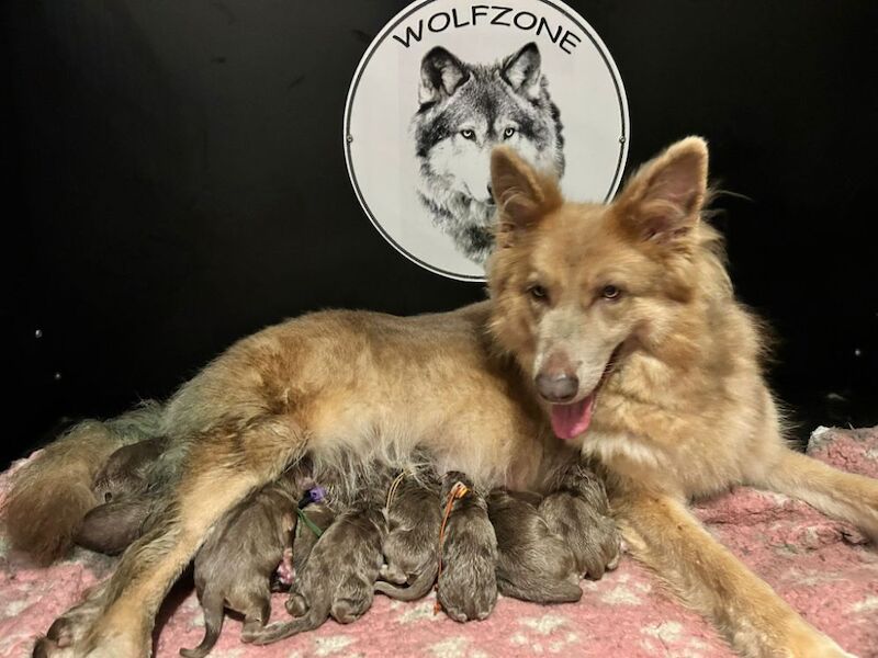 German Shepherd puppies for sale in Honiton, Devon – KC registered, 2 weeks old