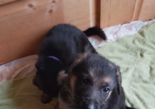 German Shepherd puppies for sale in Omagh, Omagh – 1 year old - Image 2 of 2