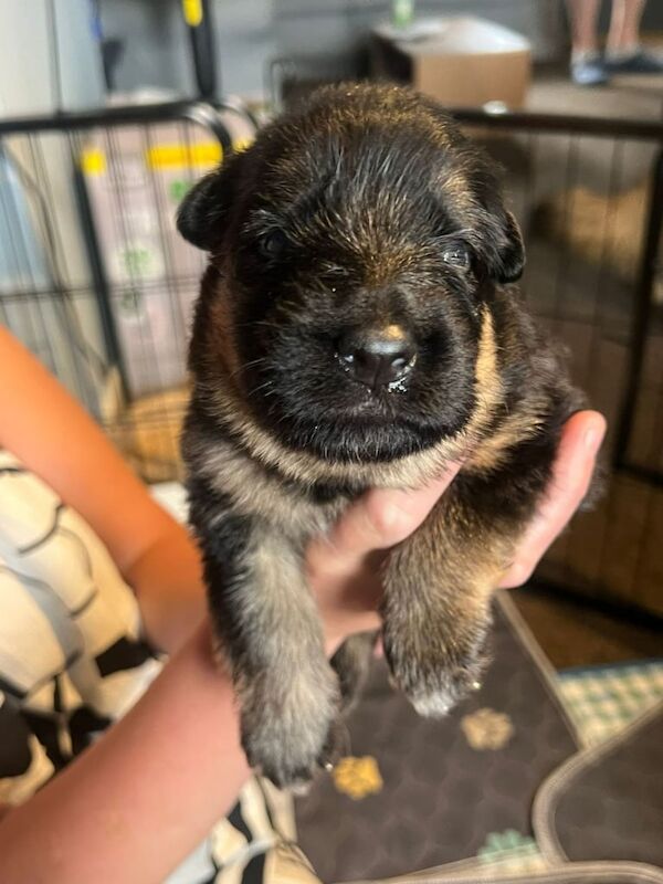German Shepherd puppies for sale in Arnold, Nottinghamshire – KC registered, 2 weeks old