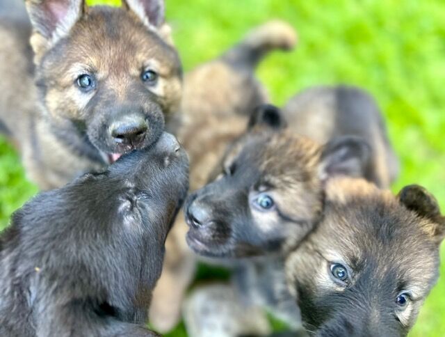 German Shepherd puppies for sale in Liverpool, Merseyside – KC registered, 1 year old