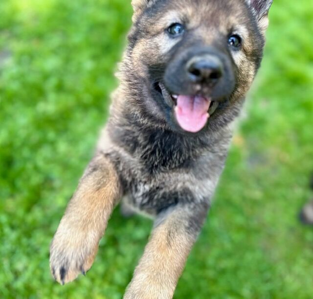 German Shepherd Puppies, KC Registered, Health Tested Parents, Top Working Lines for sale in Liverpool, Merseyside | Image 3