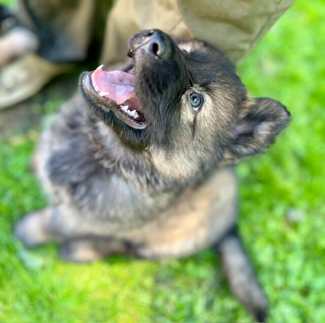 German Shepherd Puppies, KC Registered, Health Tested Parents, Top Working Lines for sale in Liverpool, Merseyside | Image 4