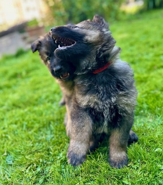 German Shepherd puppies for sale in Liverpool, Merseyside – KC registered, 1 year old - Image 5 of 14