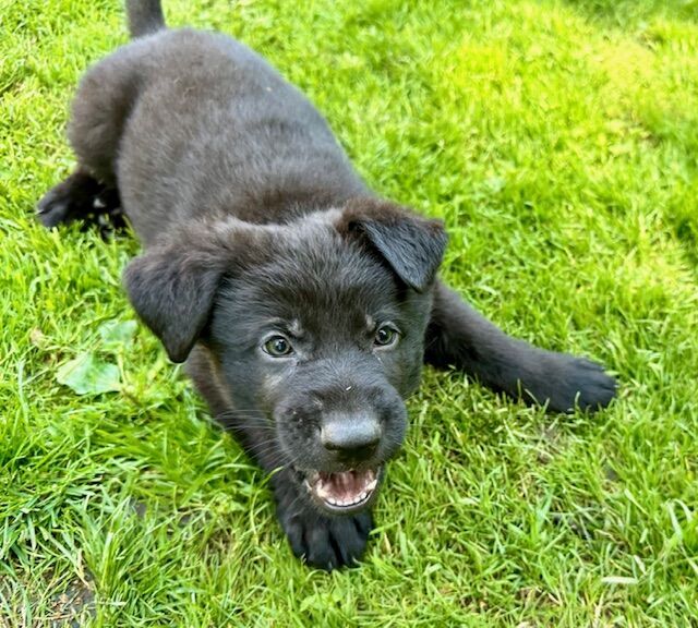 German Shepherd puppies for sale in Liverpool, Merseyside – KC registered, 1 year old - Image 6 of 14