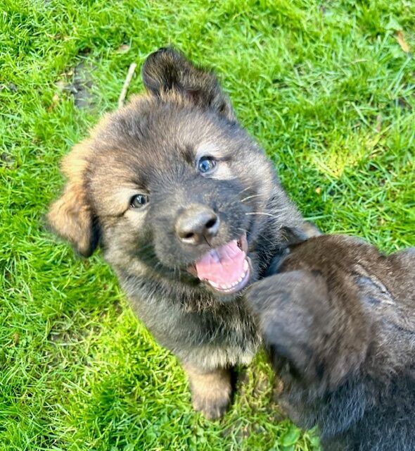 German Shepherd puppies for sale in Liverpool, Merseyside – KC registered, 1 year old - Image 7 of 14
