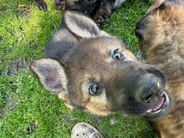 German Shepherd puppies for sale in Liverpool, Merseyside – KC registered, 1 year old - Image 8 of 14