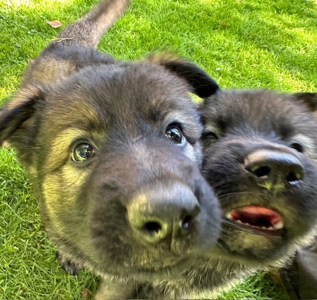 German Shepherd puppies for sale in Liverpool, Merseyside – KC registered, 1 year old - Image 10 of 14