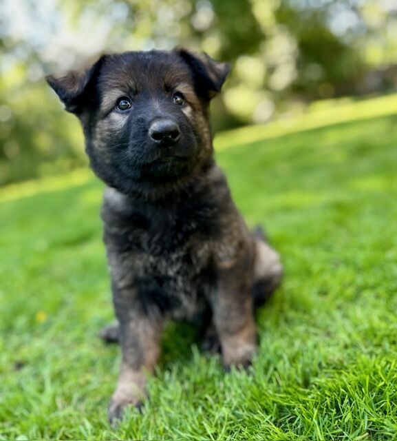 German Shepherd puppies for sale in Liverpool, Merseyside – KC registered, 1 year old - Image 11 of 14