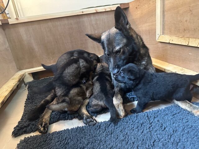 German Shepherd puppies for sale in Liverpool, Merseyside – KC registered, 1 year old - Image 12 of 14