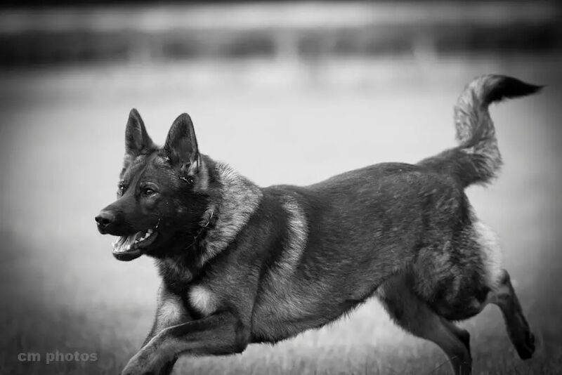 German Shepherd puppies for sale in Liverpool, Merseyside – KC registered, 1 year old - Image 13 of 14