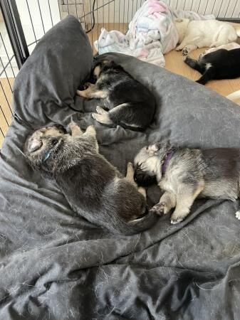 German Shepherd puppies for sale in Portland, Somerset – 1 year old - Image 3 of 5