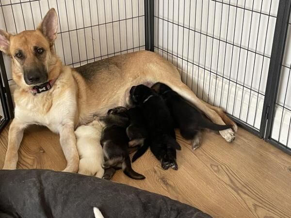 German Shepherd puppies for sale in Portland, Somerset – 1 year old - Image 4 of 5