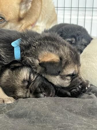 German Shepherd puppies for sale in Portland, Somerset – 1 year old - Image 5 of 5