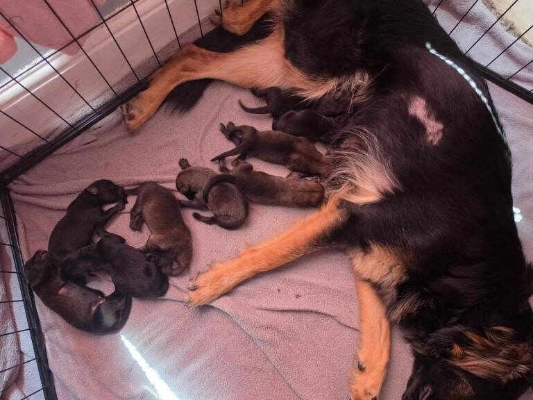 German shepherd puppies outstanding litter - Image 2 of 3
