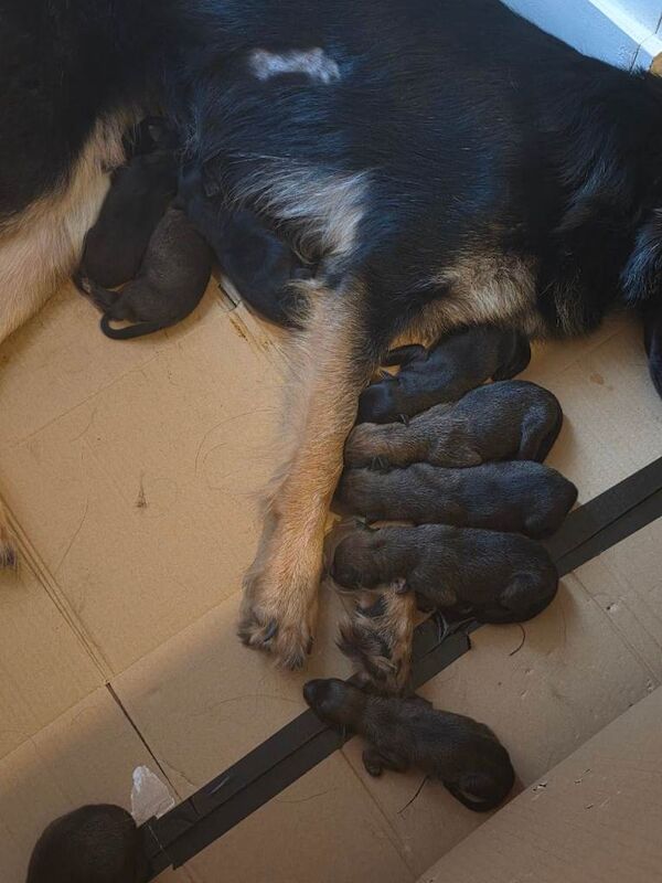 German shepherd puppies outstanding litter - Image 3 of 3
