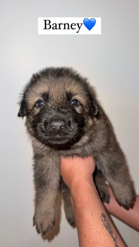 German Shepherd puppies for sale in Aberdeen, Aberdeen City – KC registered, 1 year old - Image 2 of 3
