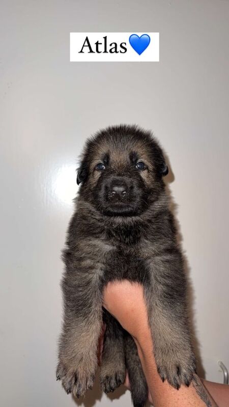 German Shepherd puppies for sale in Aberdeen, Aberdeen City – KC registered, 1 year old - Image 3 of 3