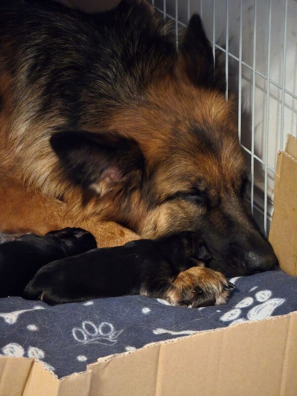 German Shepherd puppies for sale in Newcastle, County Down – KC registered, 5 weeks old