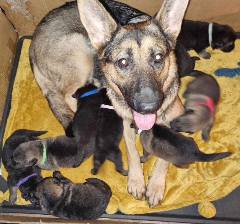 German Shepherd puppies for sale in Hyde, Greater Manchester – 2 years old - Image 7 of 15