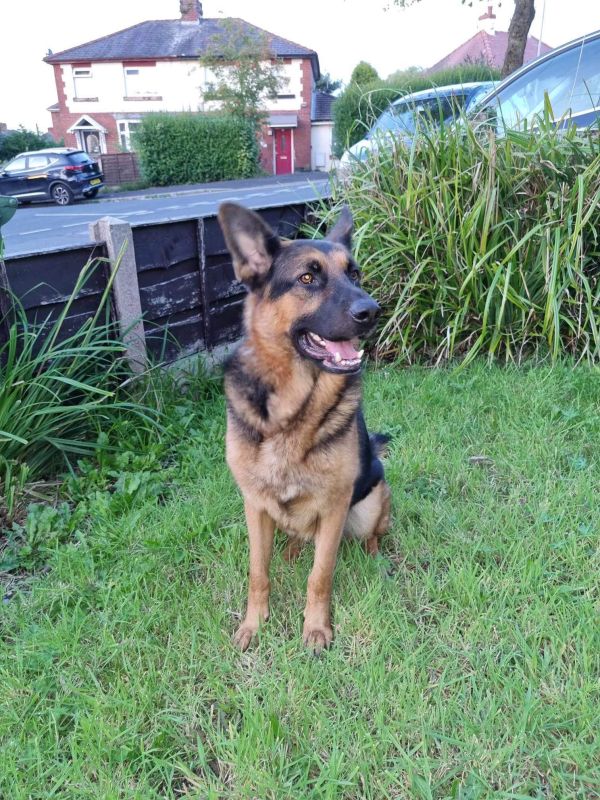 German Shepherd puppies for sale in Hyde, Greater Manchester – 2 years old - Image 6 of 15