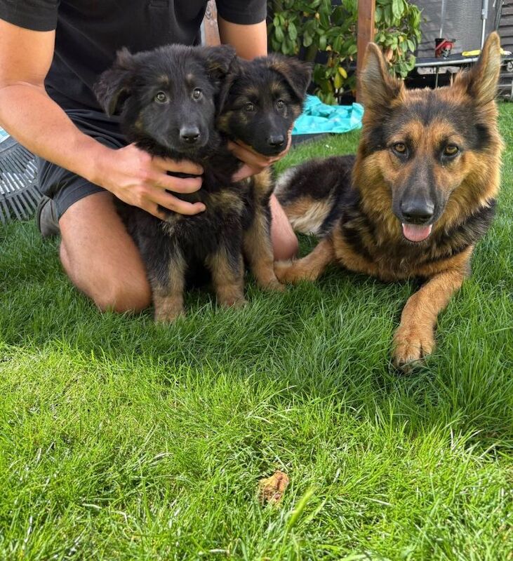 German Shepherd Puppies Ready for New Homes
