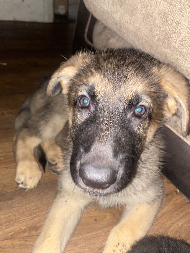 German Shepherd puppies for sale in Hyde, Greater Manchester – 2 years old - Image 1 of 15