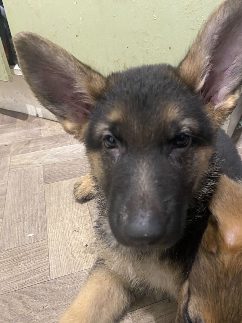 German Shepherd puppies for sale in Hyde, Greater Manchester – 2 years old - Image 2 of 15