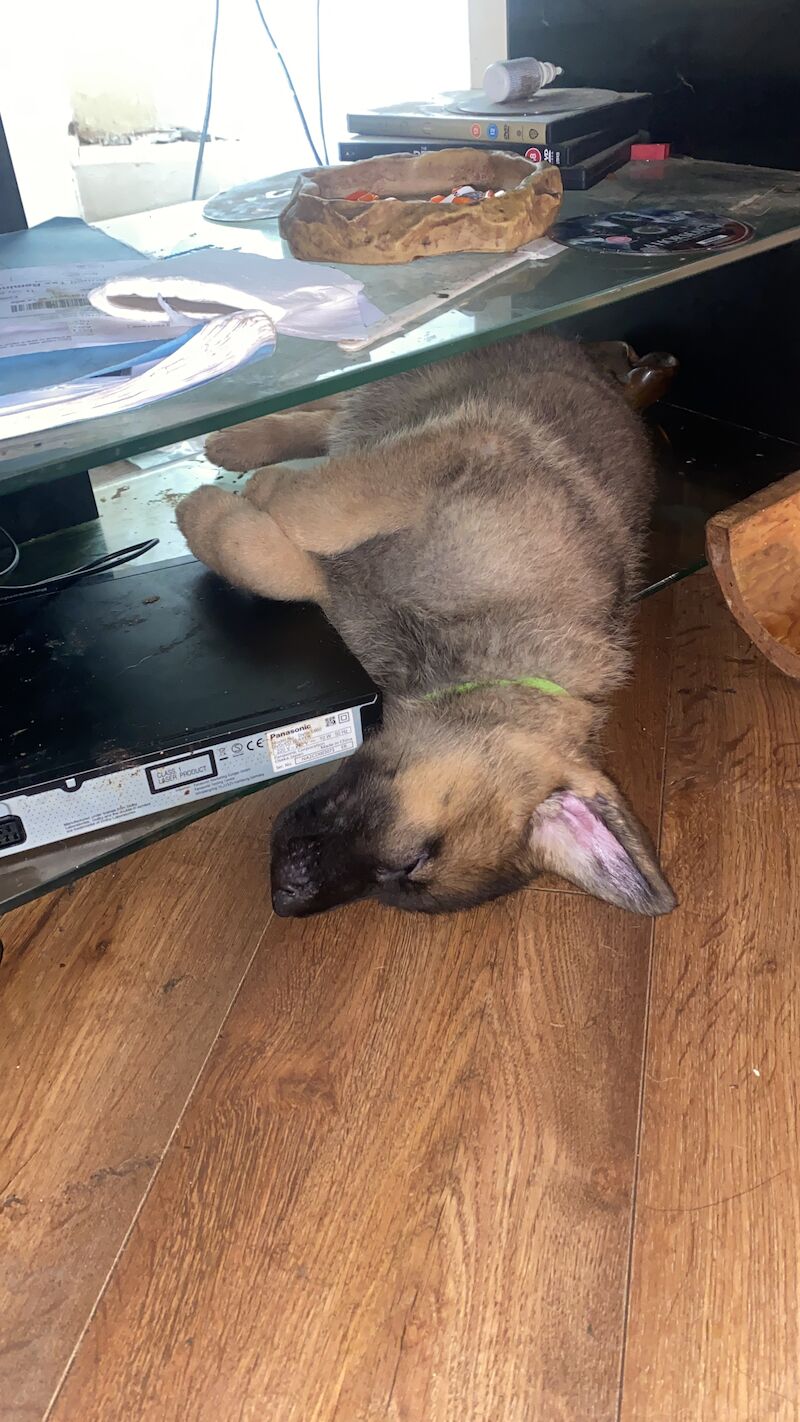 German Shepherd puppies for sale in Hyde, Greater Manchester – 2 years old - Image 3 of 15