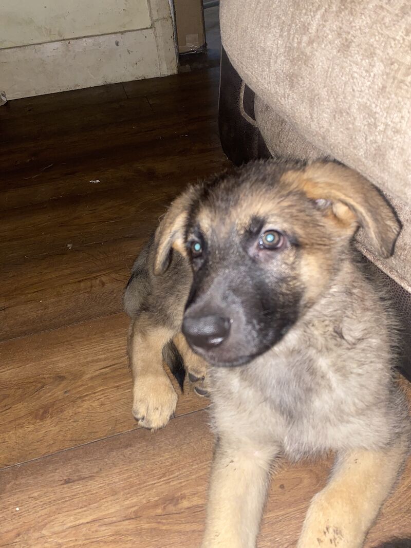German Shepherd puppies for sale in Hyde, Greater Manchester – 2 years old - Image 4 of 15