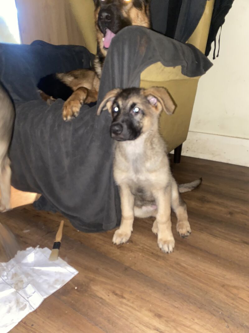German Shepherd puppies for sale in Hyde, Greater Manchester – 2 years old - Image 9 of 15