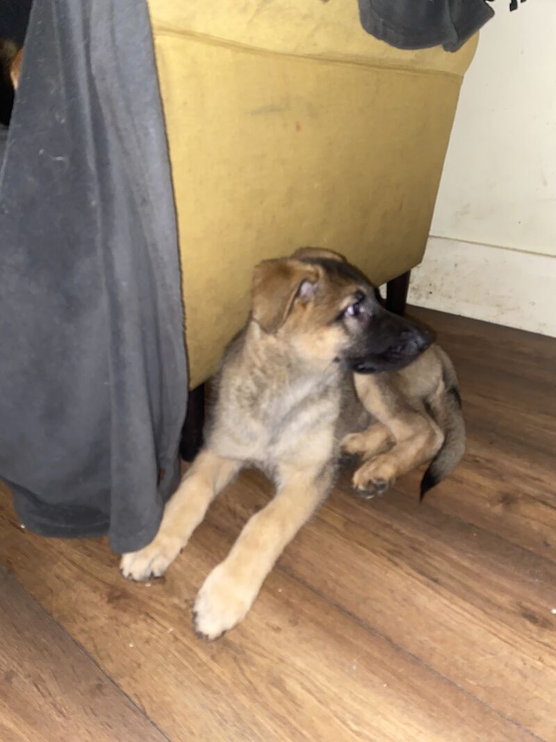 German Shepherd puppies for sale in Hyde, Greater Manchester – 2 years old - Image 10 of 15