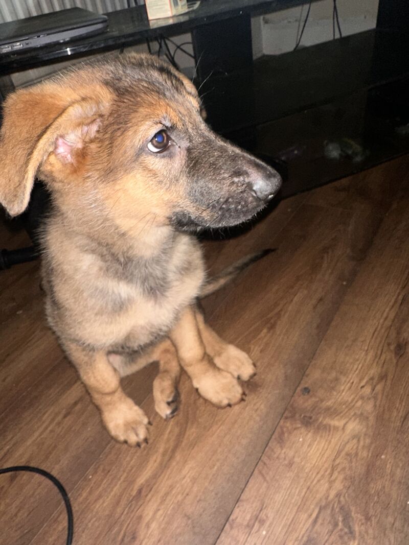 German Shepherd puppies for sale in Hyde, Greater Manchester – 2 years old - Image 11 of 15