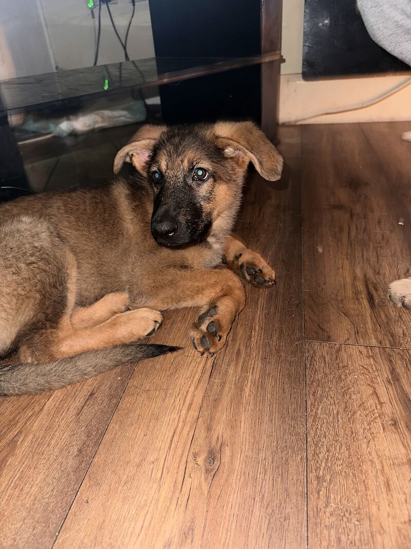 German Shepherd puppies for sale in Hyde, Greater Manchester – 2 years old - Image 12 of 15