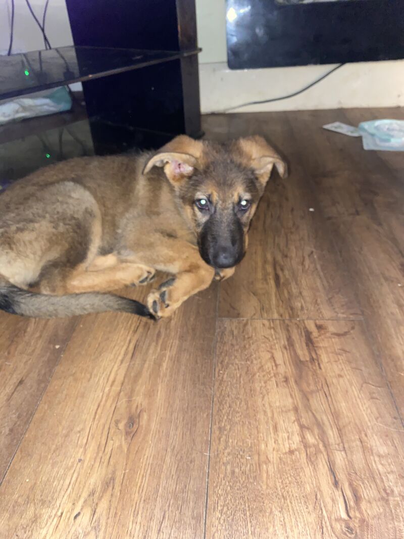 German Shepherd puppies for sale in Hyde, Greater Manchester – 2 years old - Image 13 of 15