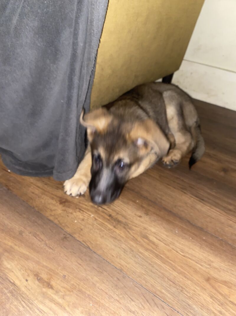 German Shepherd puppies for sale in Hyde, Greater Manchester – 2 years old - Image 14 of 15