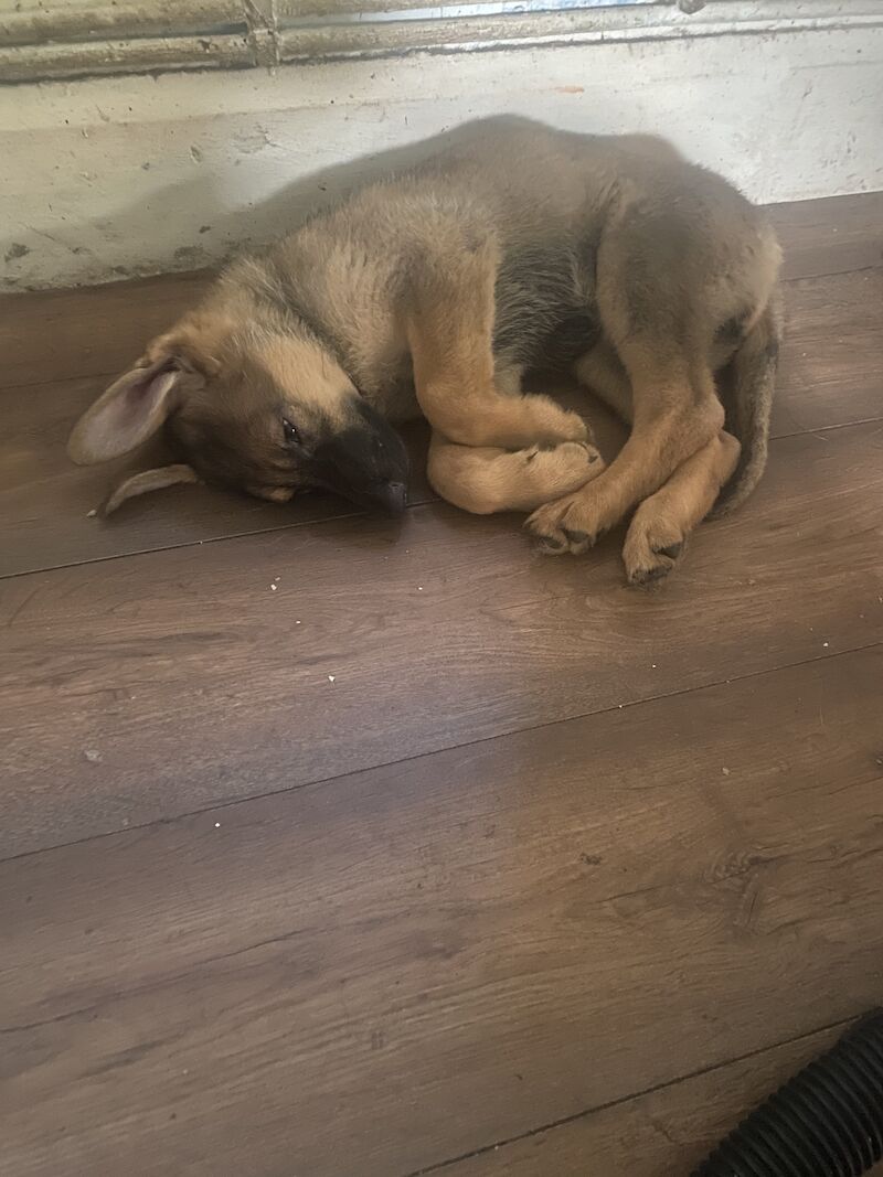 German Shepherd puppies for sale in Hyde, Greater Manchester – 2 years old - Image 15 of 15