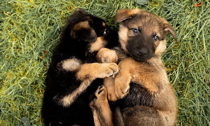 German Shepherd puppies for sale in Manchester, Greater Manchester – 1 year old - Image 1 of 12