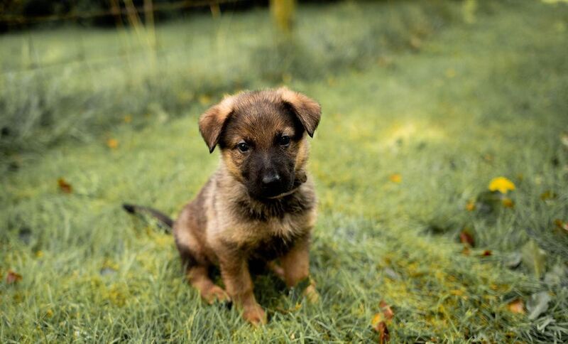German Shepherd puppies for sale in Manchester, Greater Manchester – 1 year old - Image 7 of 12