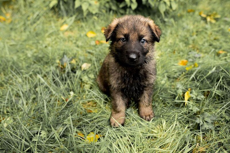 German Shepherd puppies for sale in Manchester, Greater Manchester – 1 year old - Image 8 of 12