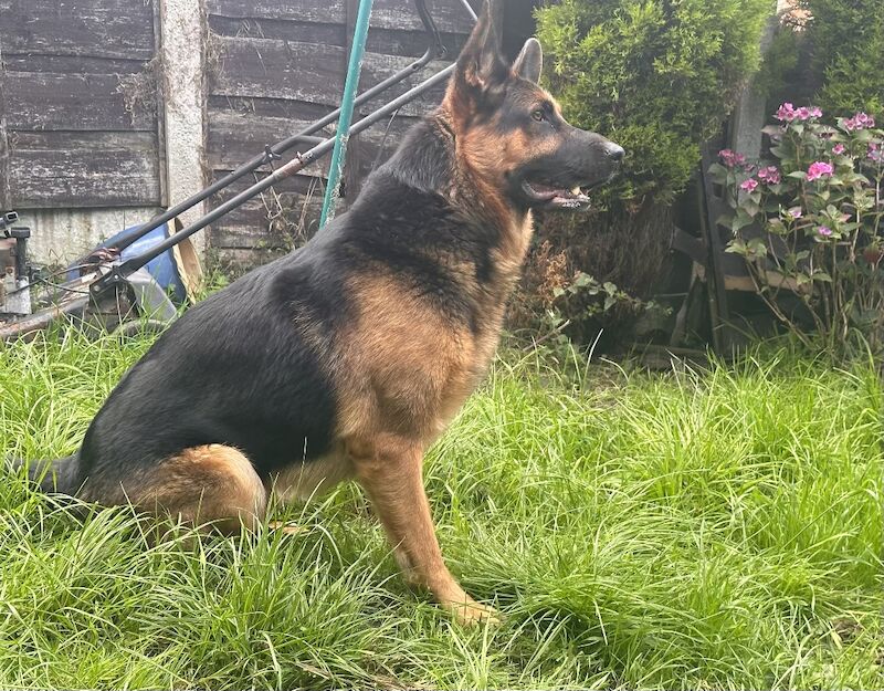 German Shepherd puppies for sale in Manchester, Greater Manchester – 1 year old - Image 10 of 12